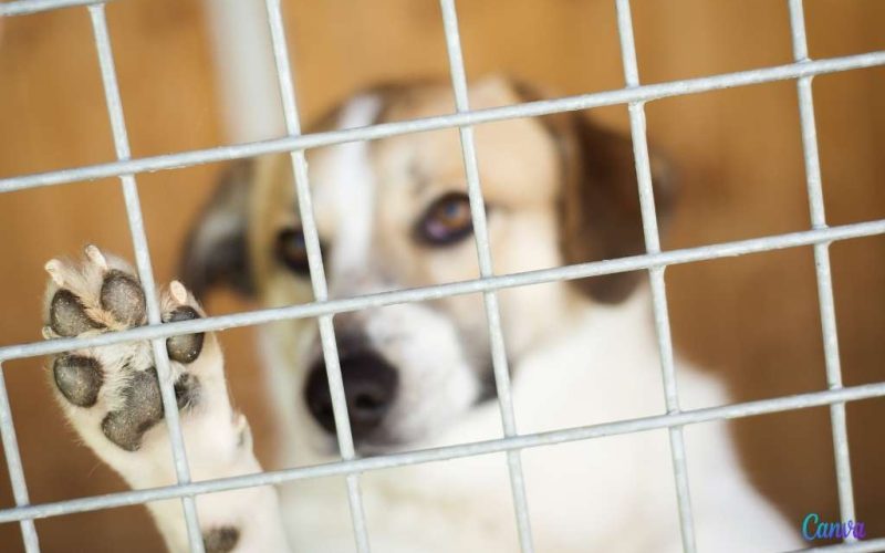 Dierenopvang Málaga voert geen euthanasie meer uit bij honden en katten