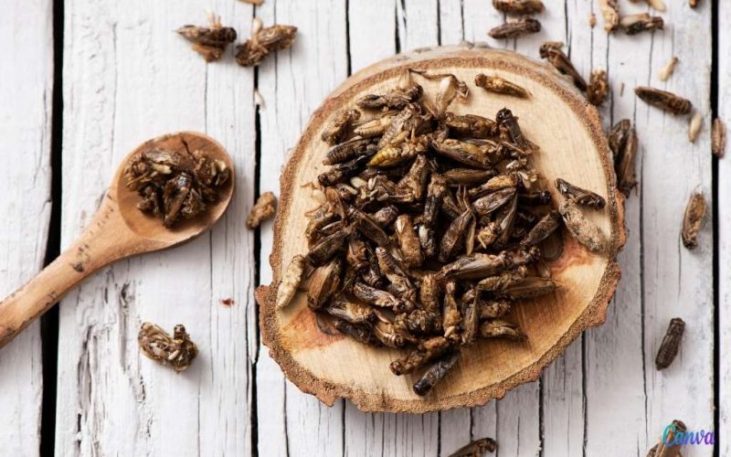 Na meelworm en sprinkhaan mogen nu ook huiskrekels in Spanje officieel gegeten worden