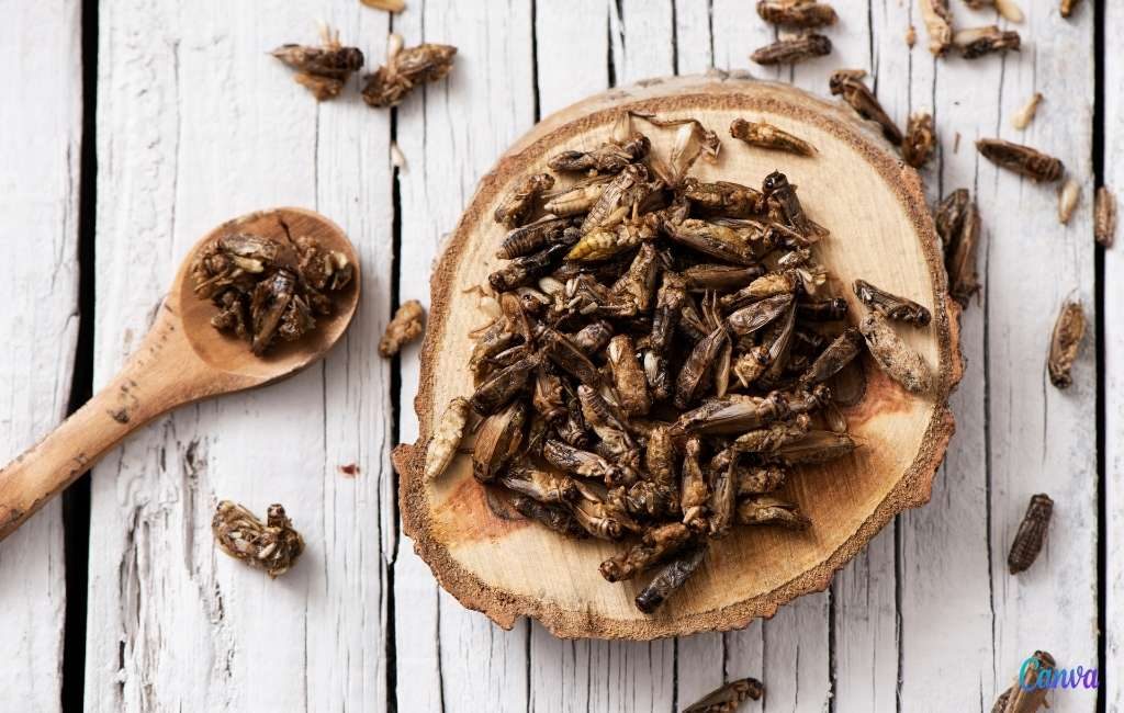 Na meelworm en sprinkhaan mogen nu ook huiskrekels in Spanje officieel gegeten worden
