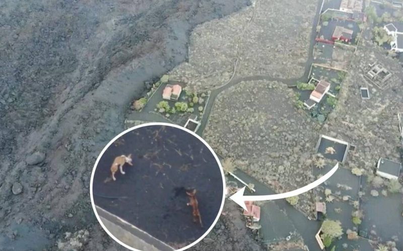 Toestemming om de honden die vastzitten op La Palma met drones te redden