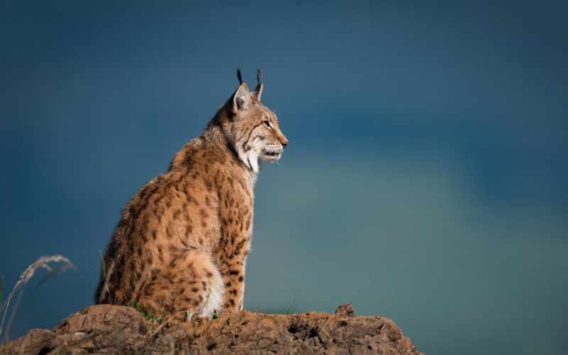 Spanje in de top drie van beste Europese wildlife bestemmingen in 2021