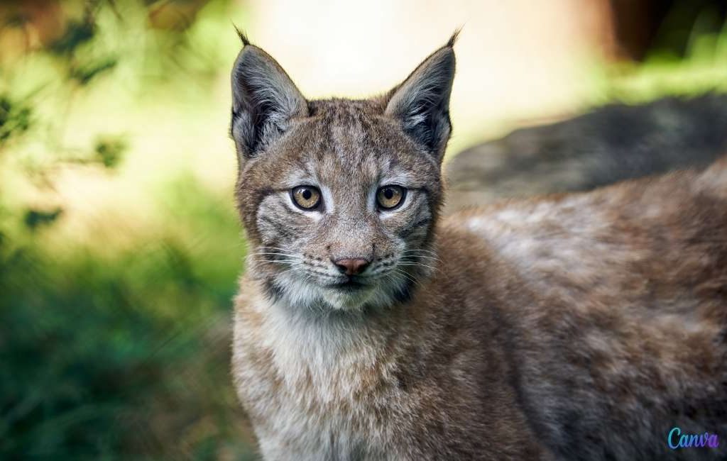 In twintig jaar tijd is het aantal iberische Lynxen vervijftienvoudigd in Spanje