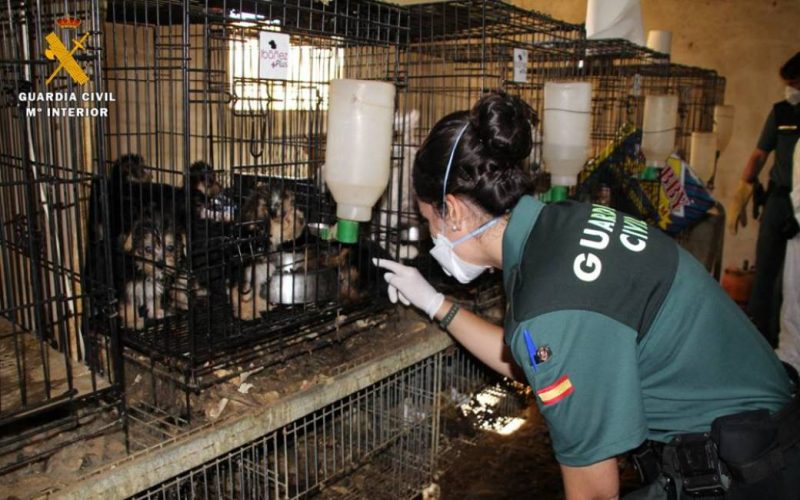 Uitbaters konijnenkwekerij met 544 mishandelde honden veroordeeld tot gevangenisstraf
