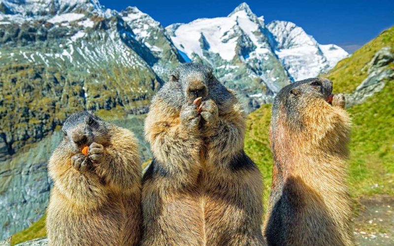 Het is ‘Groundhog Day’ in de VS en Canada maar heeft Spanje ook marmotten?