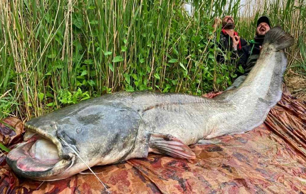 Een monsterlijke meerval van bijna drie meter gevangen in de Ebro rivier
