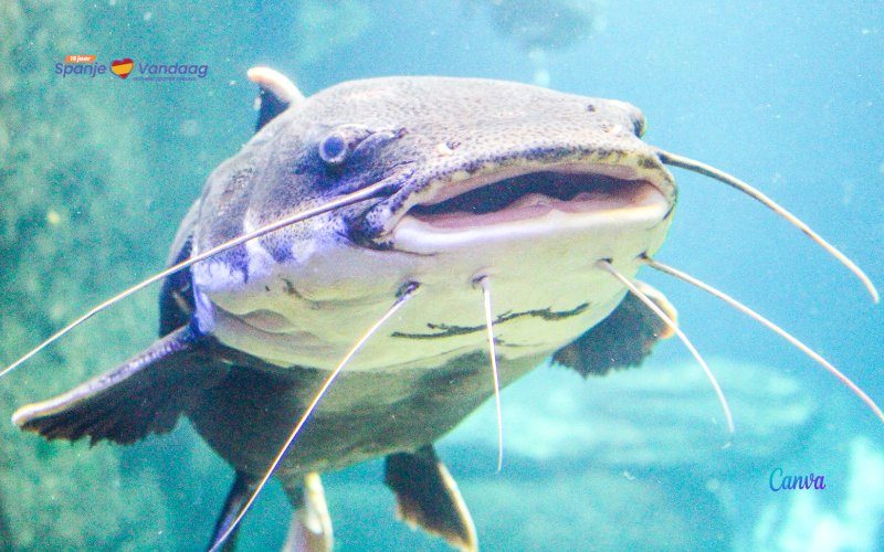 Deze monsterlijke vis van 130 kilo is een gevaar voor het ecosysteem in de Ebro-rivier