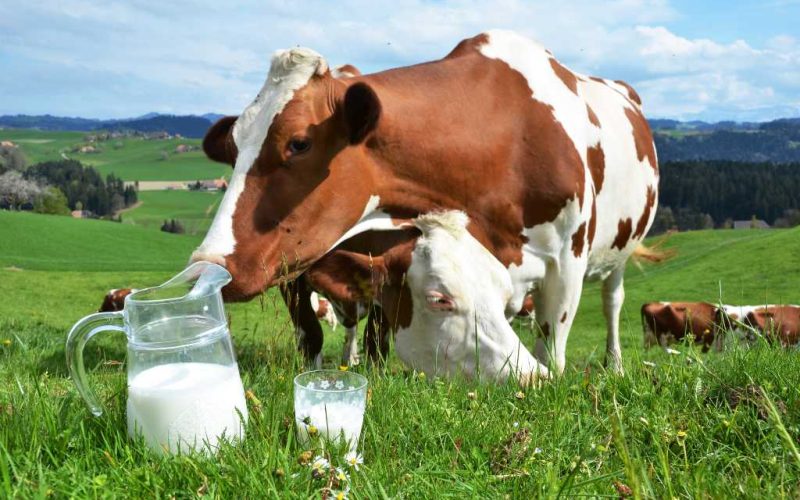 Melkprijs in Spanje is de laagste in heel Europa