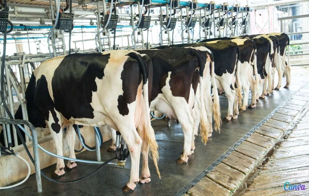 Spaanse veehouders waarschuwen voor melk-tekort in de herfst