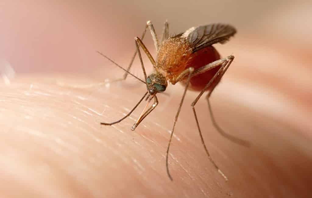 18 ziekenhuisopnames na muggenbeet en wetsnijlvirus bij Sevilla