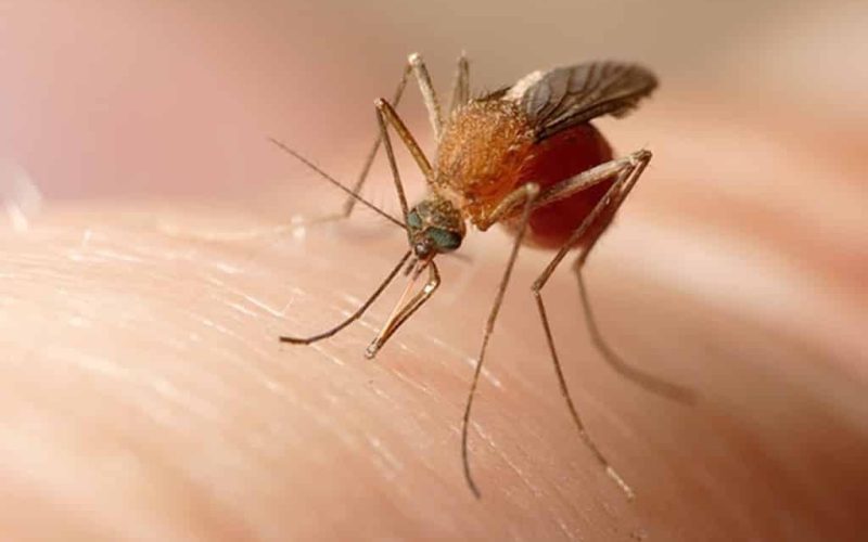 Eerste dode en ziekenhuisopnames na muggenbeet en westnijlvirus bij Sevilla