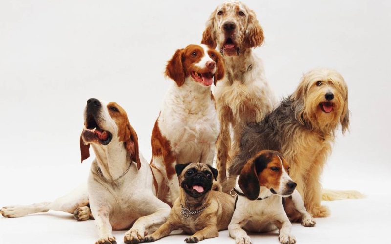 De meest voorkomende en andere hondennamen in Spanje in 2020
