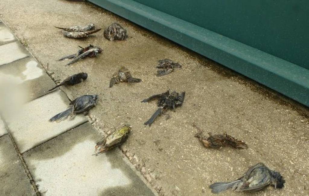 Duizenden dode vogels door de trendy padel-sport in Spanje