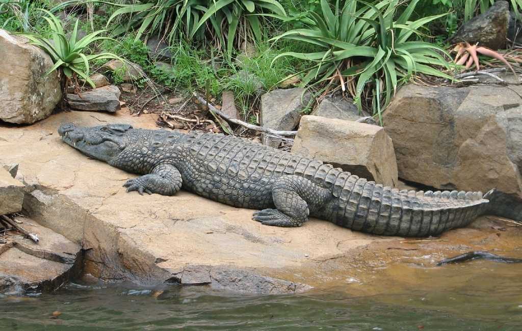 Politie zoekt naar een krokodil in Valladolid