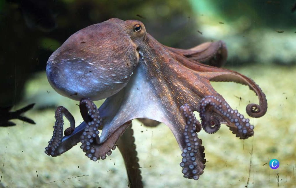 Plannen om jaarlijks één miljoen octopussen te doden in industriële kwekerij