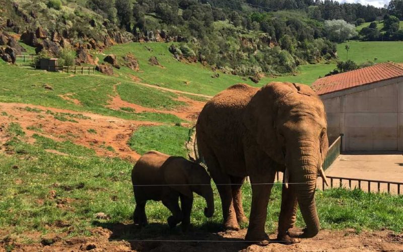 Werknemer Cabárceno natuurpark dodelijk door olifant geraakt in Cantabrië