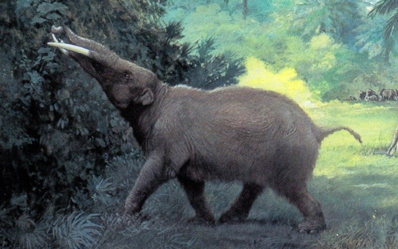 In Madrid is tijdens werkzaamheden een 14 miljoen jaar oude olifant gevonden