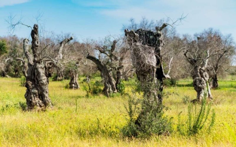 Bezorgdheid over de ‘olijfbomenpest’ die de bomen in de Valencia regio bedreigd