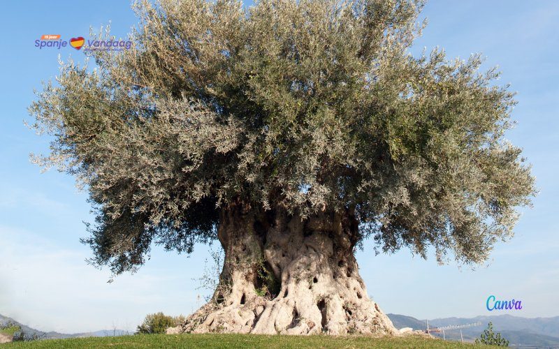 Oudste olijfboom van Aragón is 1044 jaar oud en staat in Teruel