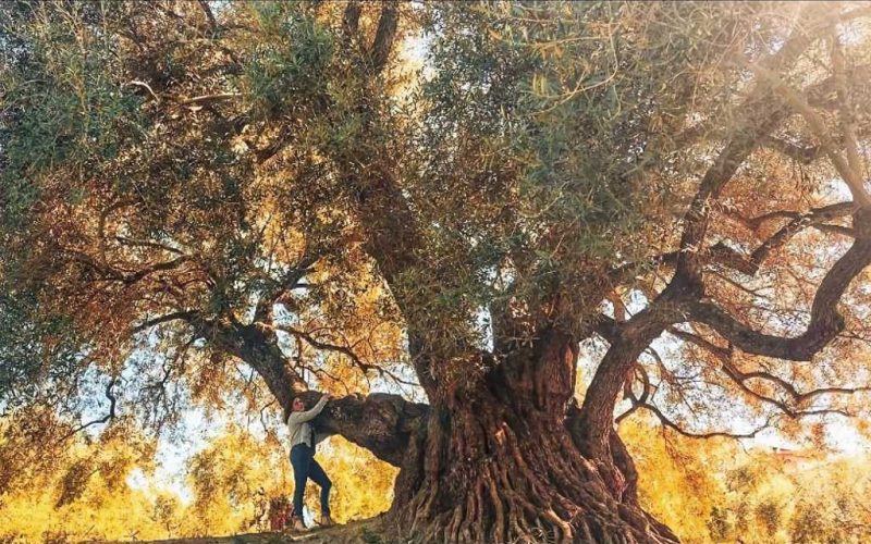 Dit is de grootste monumentale olijfboom van Andalusië en heel Spanje