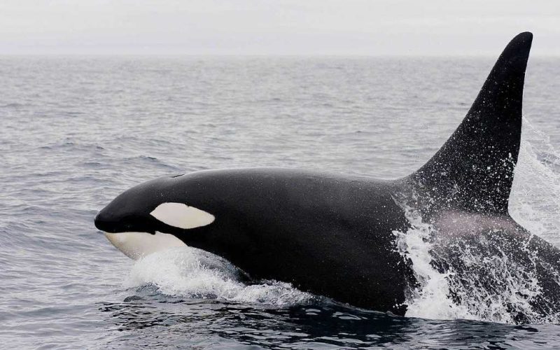 Drie orka’s spelen met zeilschip en ‘eten’ roer op in Galicië