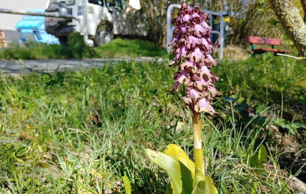 De zaak van de verdwenen of gestolen zeldzame orchidee in Navarra