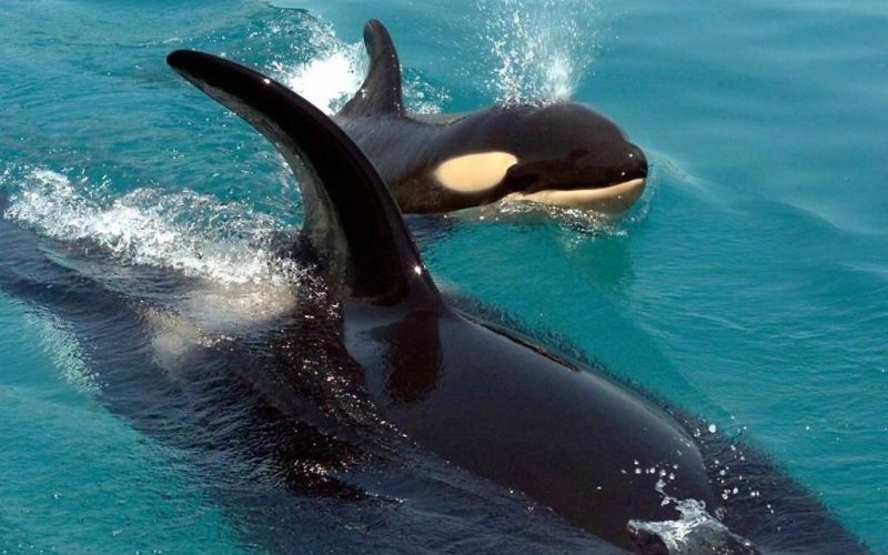 Over gestalkte walvissen, spelende dolfijnen en aanvallende orka’s bij Spanje