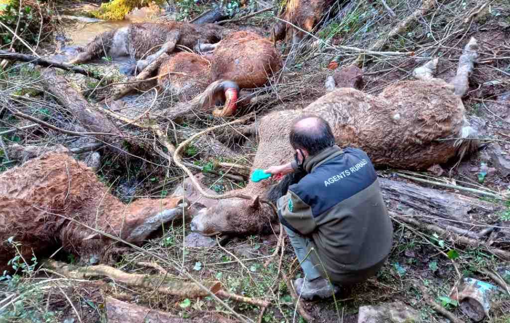 15 paarden sterven bij het vallen in een ravijn na aanval van honden in Lleida
