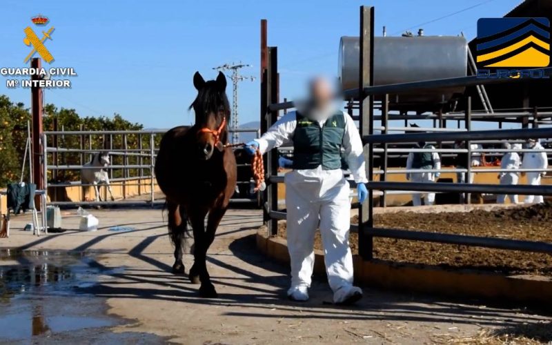 Spaanse politie en Europol ontmantelen Belgisch netwerk dat slecht paardenvlees verkocht