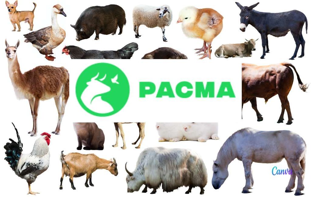 Spaanse Partij voor de Dieren PACMA verandert logo en partijnaam
