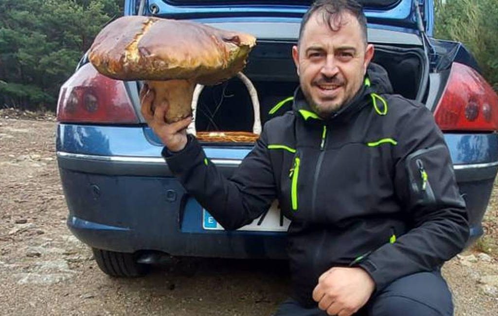 Gigantische paddenstoel van bijna vier kilo gevonden in Toledo