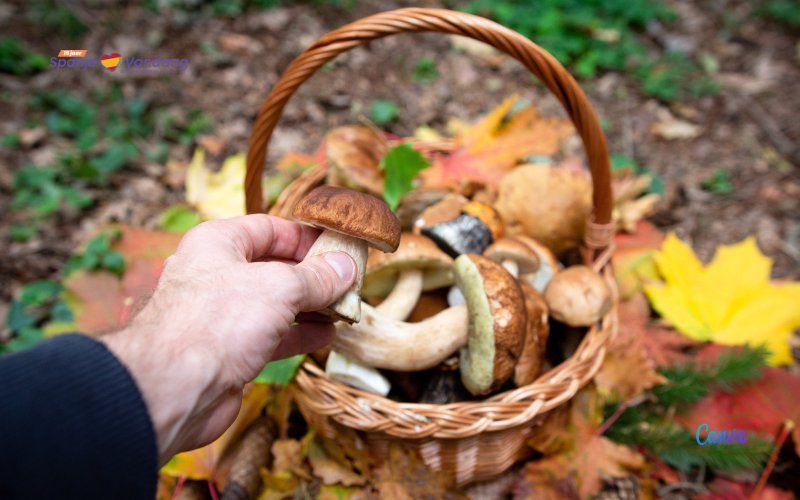 De herfst is in Spanje de tijd van het paddenstoelen zoeken