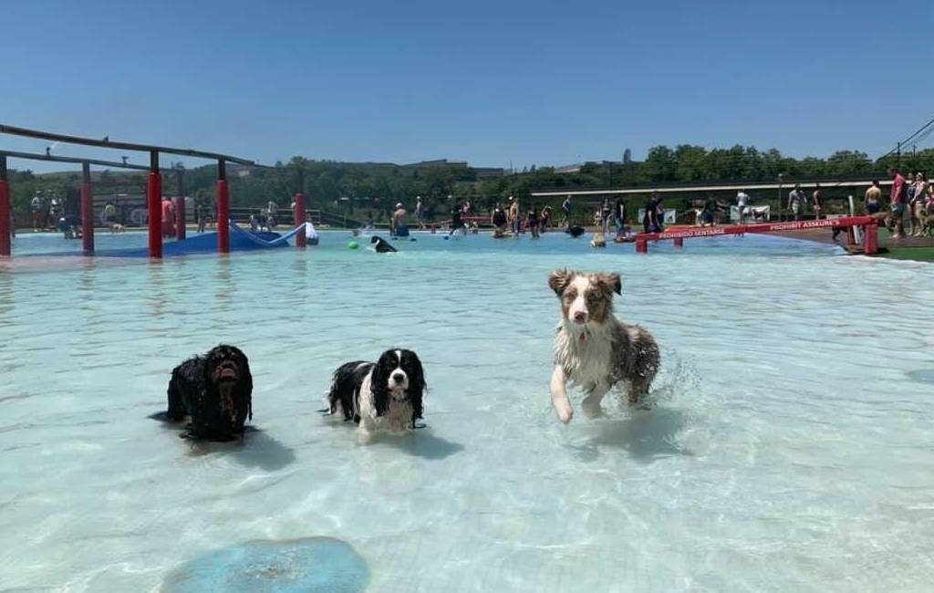 Met je hond in het zwembad in Spanje
