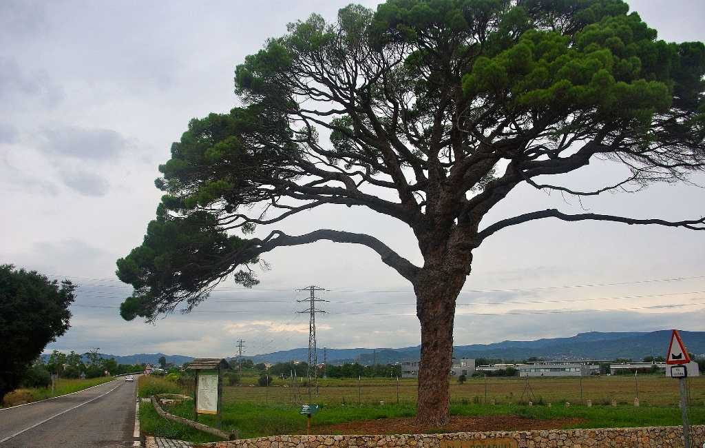 350-jarige monumentale boom nabij vliegveld Reus-Costa Dorada is stervende