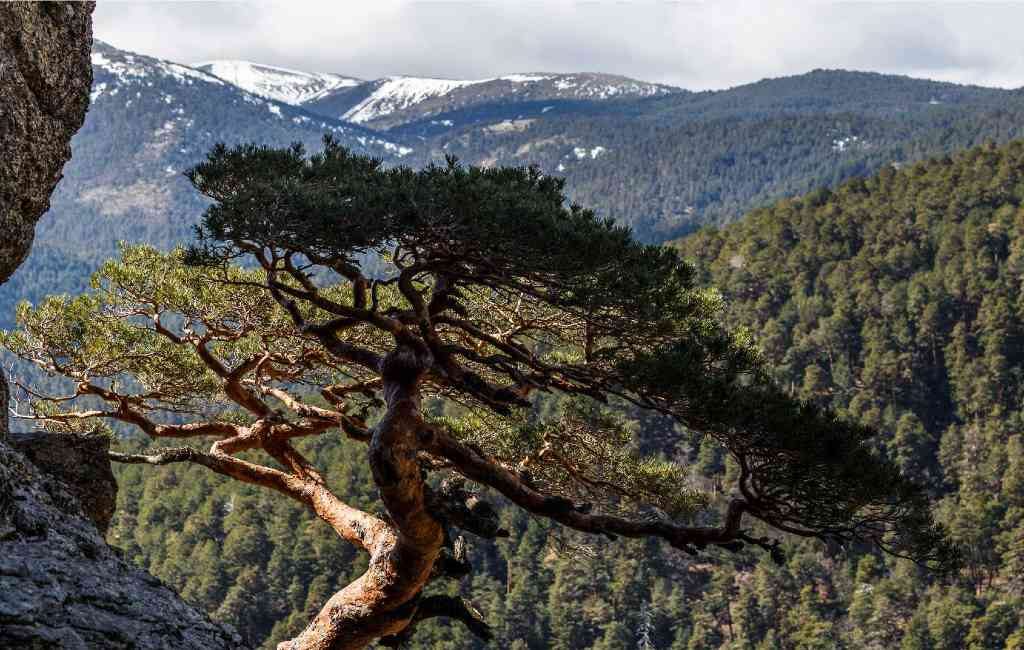Het bos dat door Belgen beheerd wordt in Madrid is door de Spaanse staat gekocht