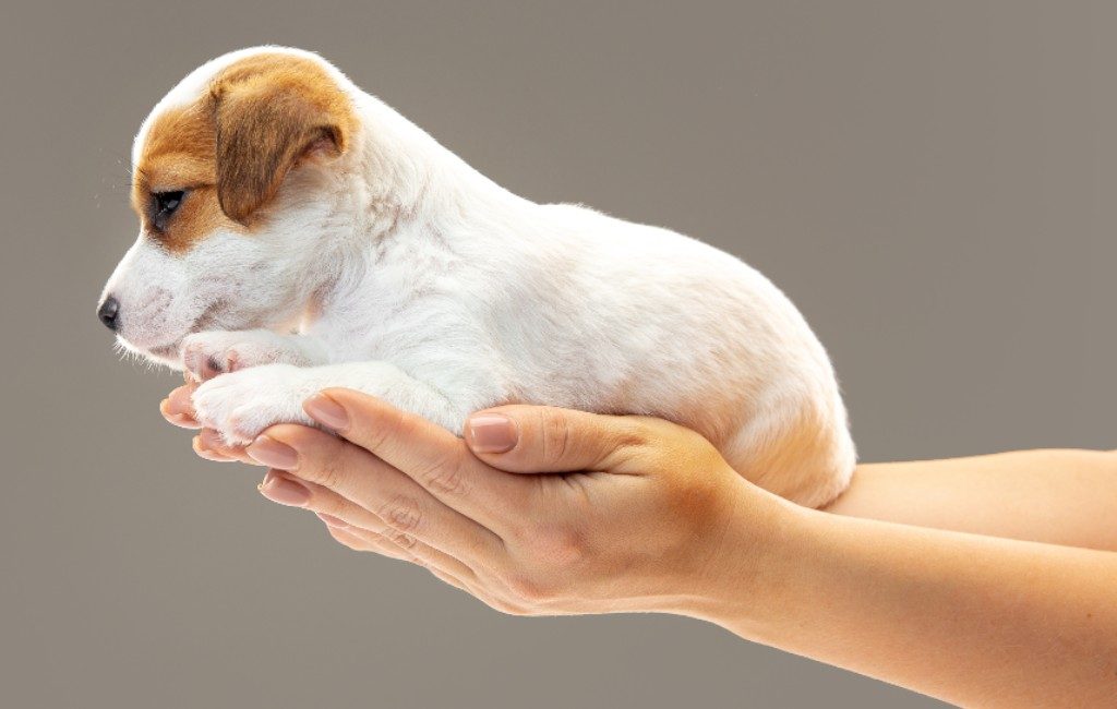 Spaanse website Milanuncios krijgt hoge boete vanwege verkoop puppy's