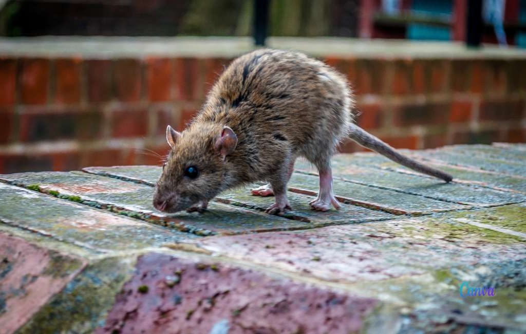 Nieuwe Spaanse Wet voor Dierenwelzijn: mag je een rat die je huis binnendringt nog doden?