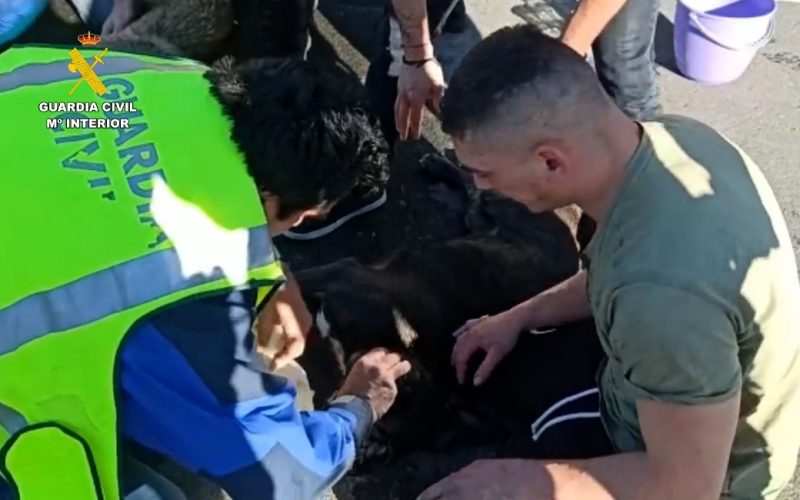 Drie Fransen onderzocht vanwege overlijden twee honden in auto terwijl zij uit eten waren in Navarra