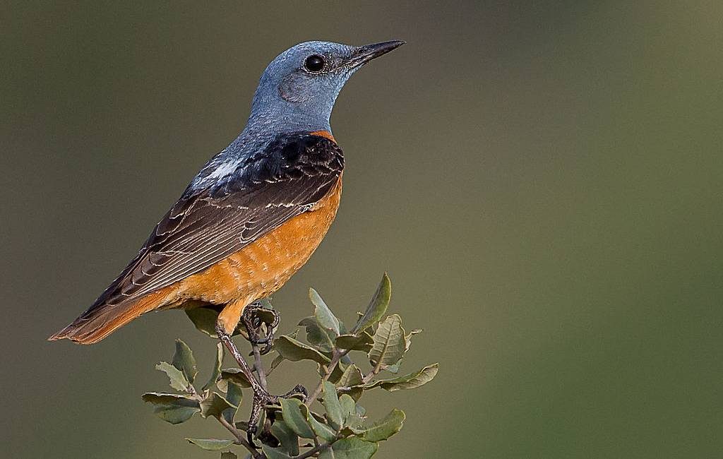 Ongunstige staat van instandhouding veel voorkomende vogelsoorten in Spanje