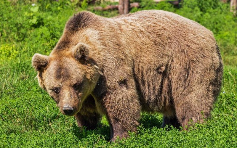 Twee beren ‘per ongeluk’ en ‘uit zelfverdediging’ door jagers gedood in Spanje