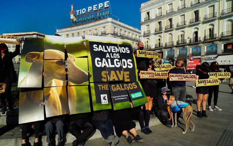 Teken de petitie voor een betere bescherming van de galgo honden in Spanje