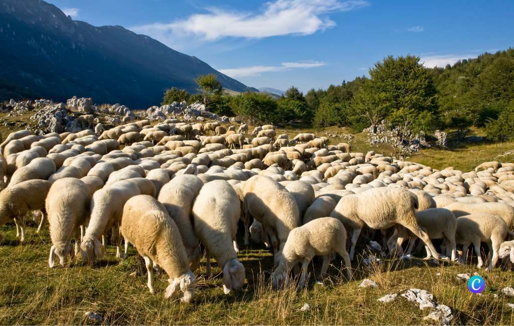 Herder met 80 jaar dienst houdt nog steeds stand in de Sierra de Guara in Huesca