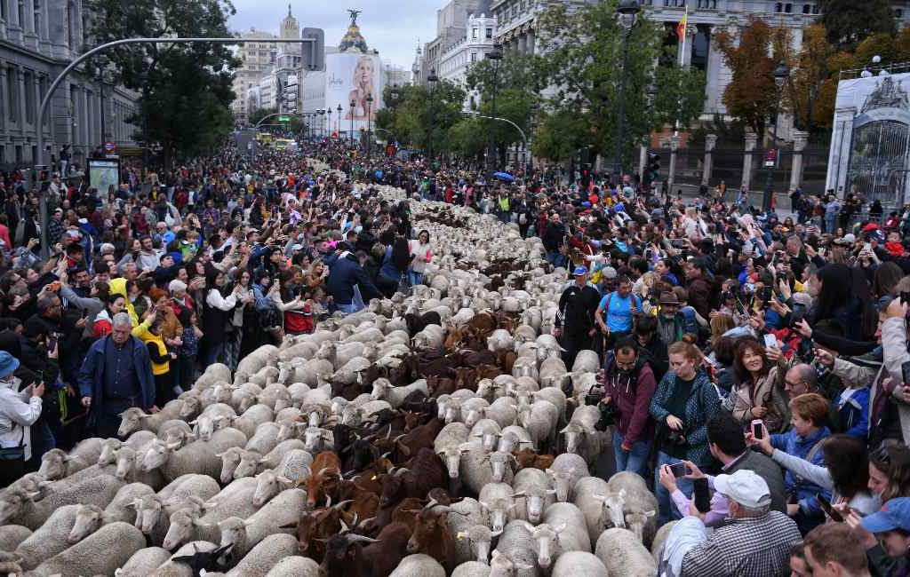 Schapen en geiten vullen de straten van Madrid tijdens de ‘trashumancia’