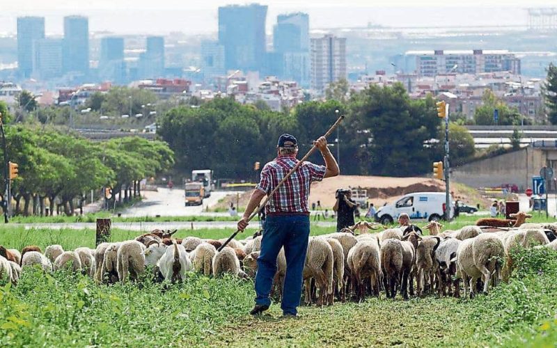 Barcelona wil schapen en geiten herintroduceren