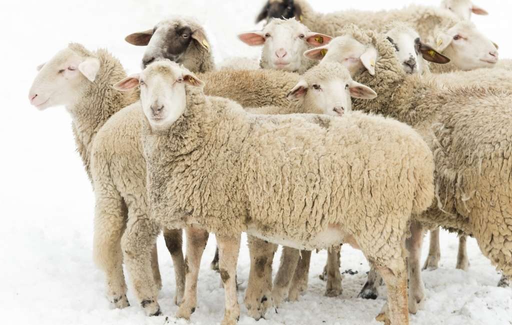 Groep schapen gered na negen dagen vastzitten op 2.400 meter in de Spaanse Pyreneeën in Huesca