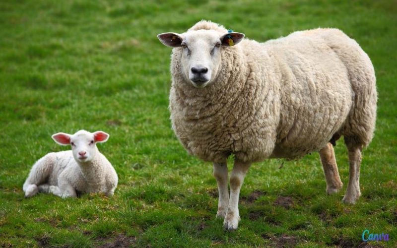 Kudde schapen ingezet om te grazen in Barcelona