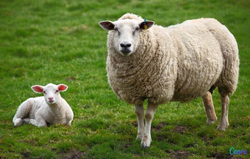 Kudde schapen ingezet om te grazen in Barcelona