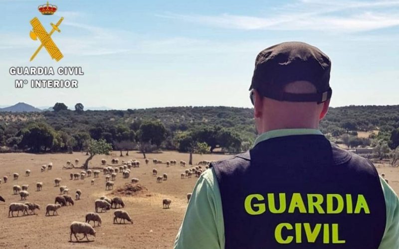 Man in Extremadura verdacht van schapendiefstal