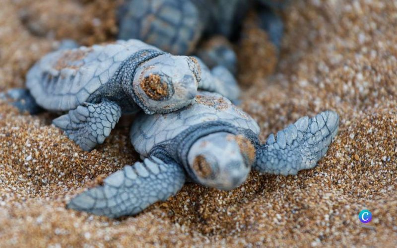 Zeeschildpadden koloniseren de Spaanse kust met dit jaar 26 nesten
