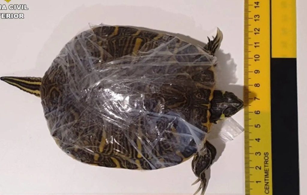 Passagier probeert met 46 levende schildpadden en kreeften in handbagage van Alicante naar Denemarken te vliegen