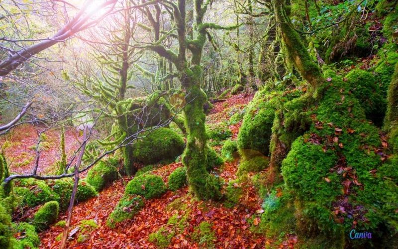 Het bijzondere en mooie herfst Irati-bos in de autonome regio Navarra